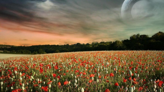 如何评价沙鲁？